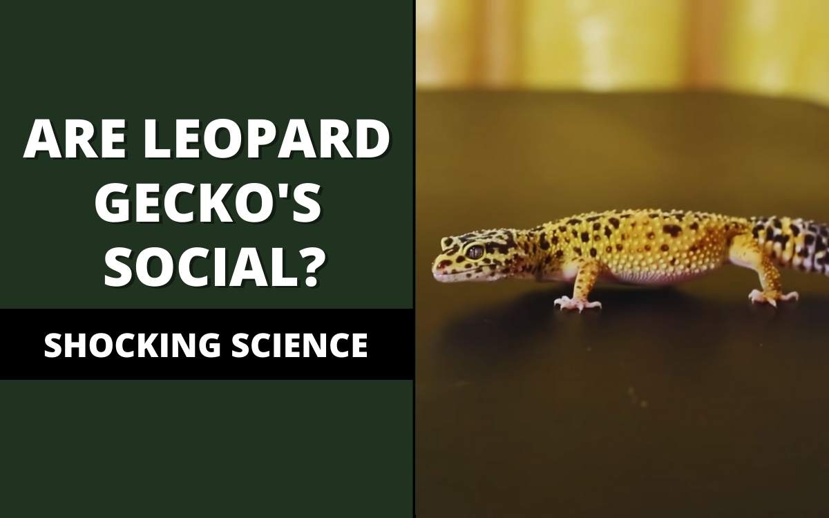 are leopard geckos social animals