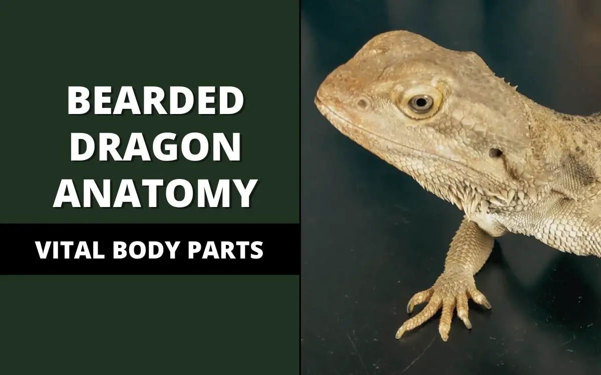 bearded dragon anatomy