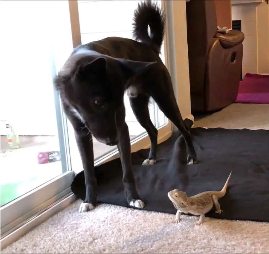 bearded-dragon-and-dog-getting-along