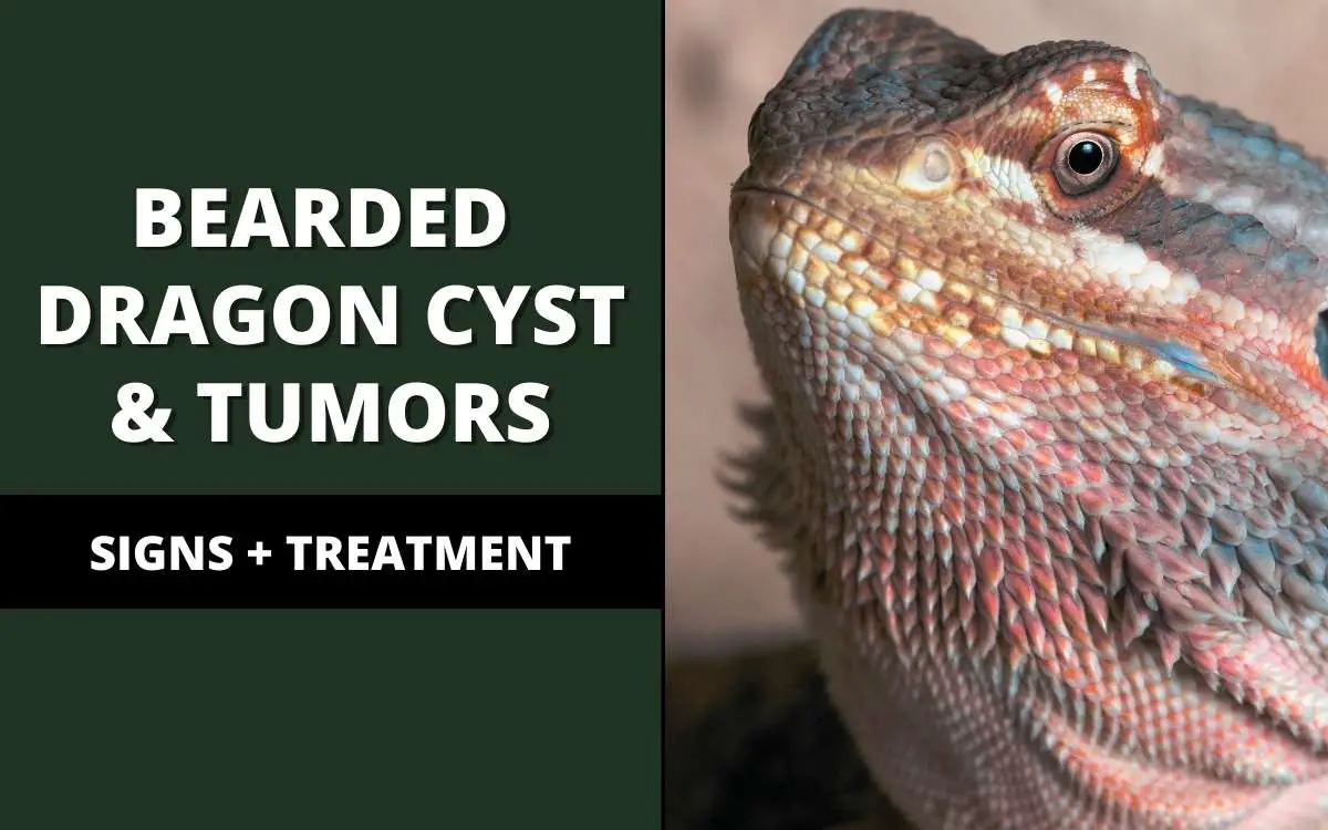 bearded dragon cysts and tumors