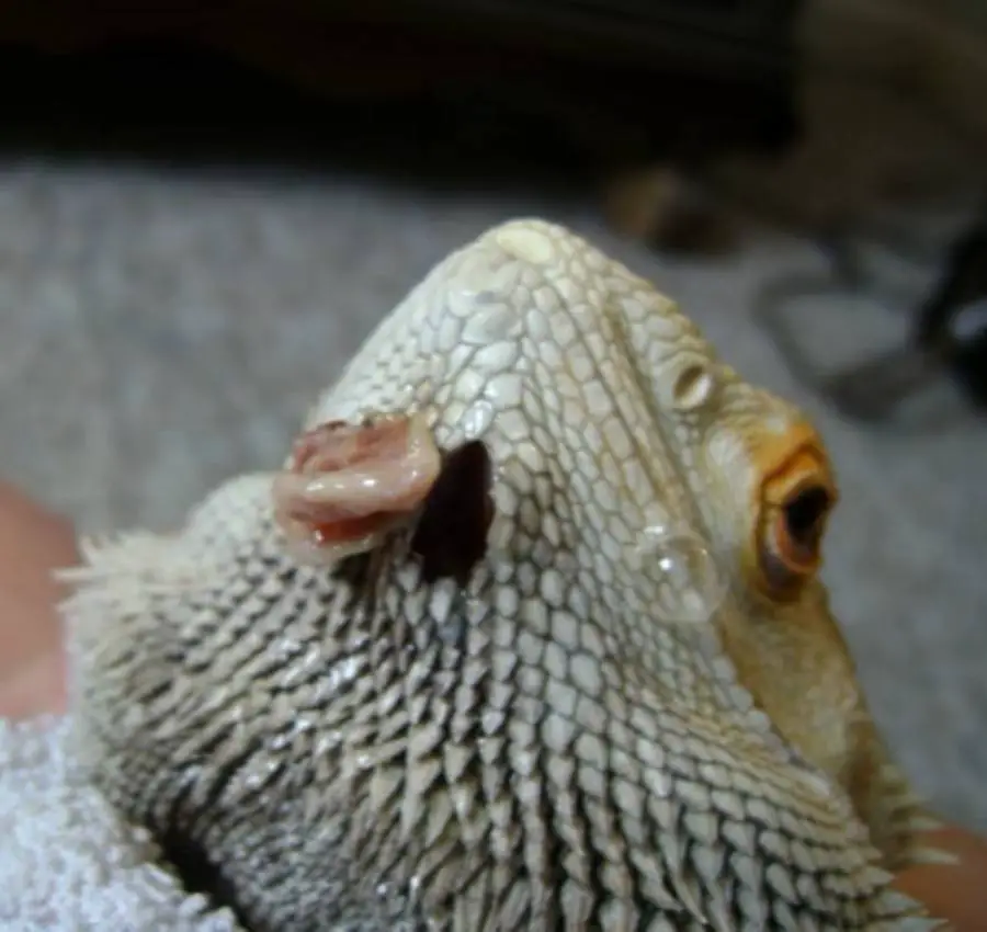 bearded-dragon-cyst-removal