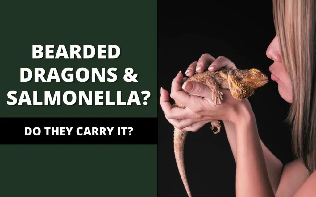 bearded dragons and salmonella