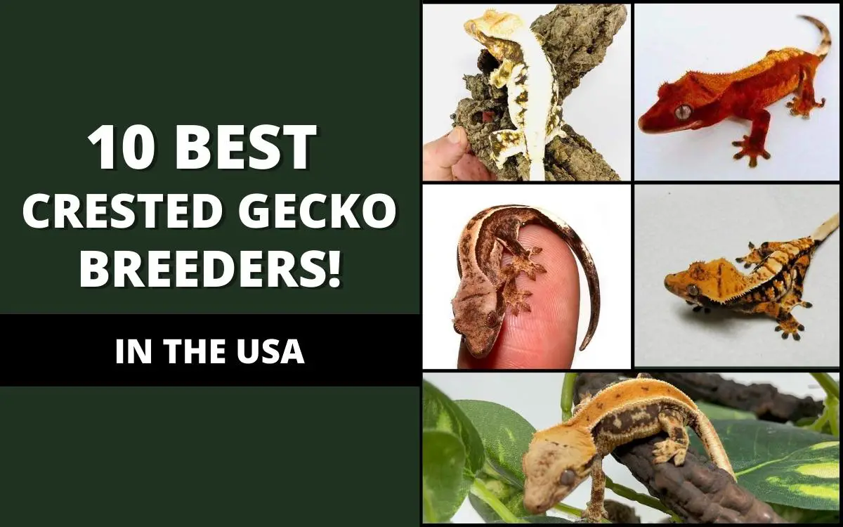 best crested gecko breeders