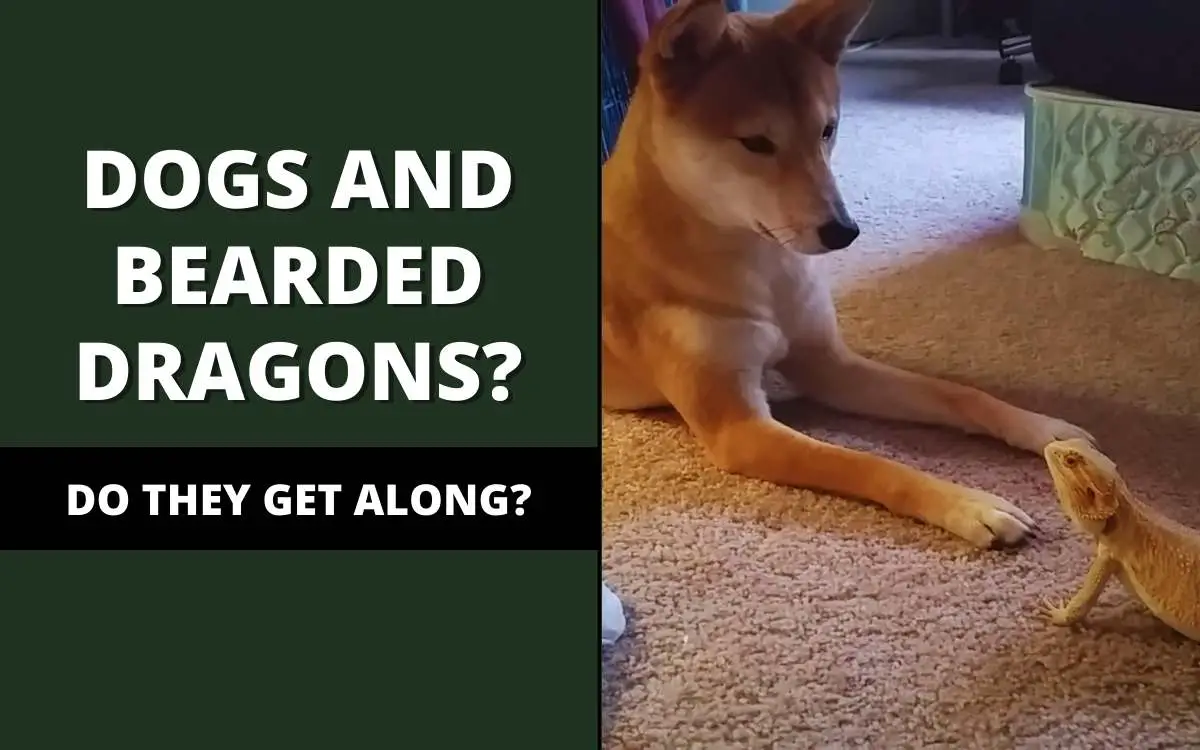 do bearded dragons and dogs get along