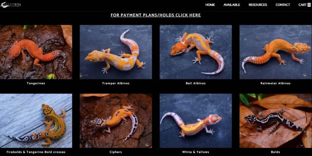 geckoboa-leopard-gecko-breeder-page