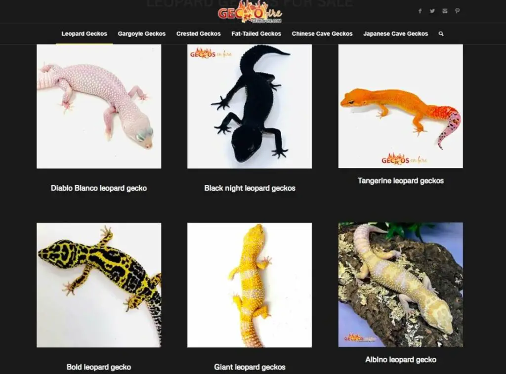 geckofire-leopard-gecko-breeder-page