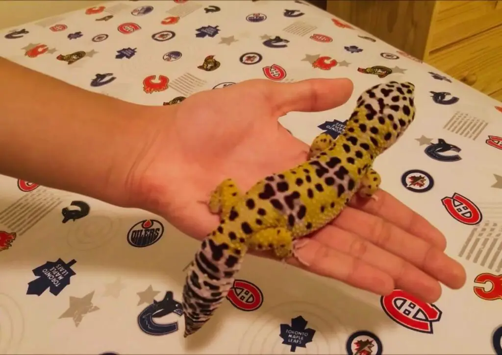 handling-a-leopard-gecko