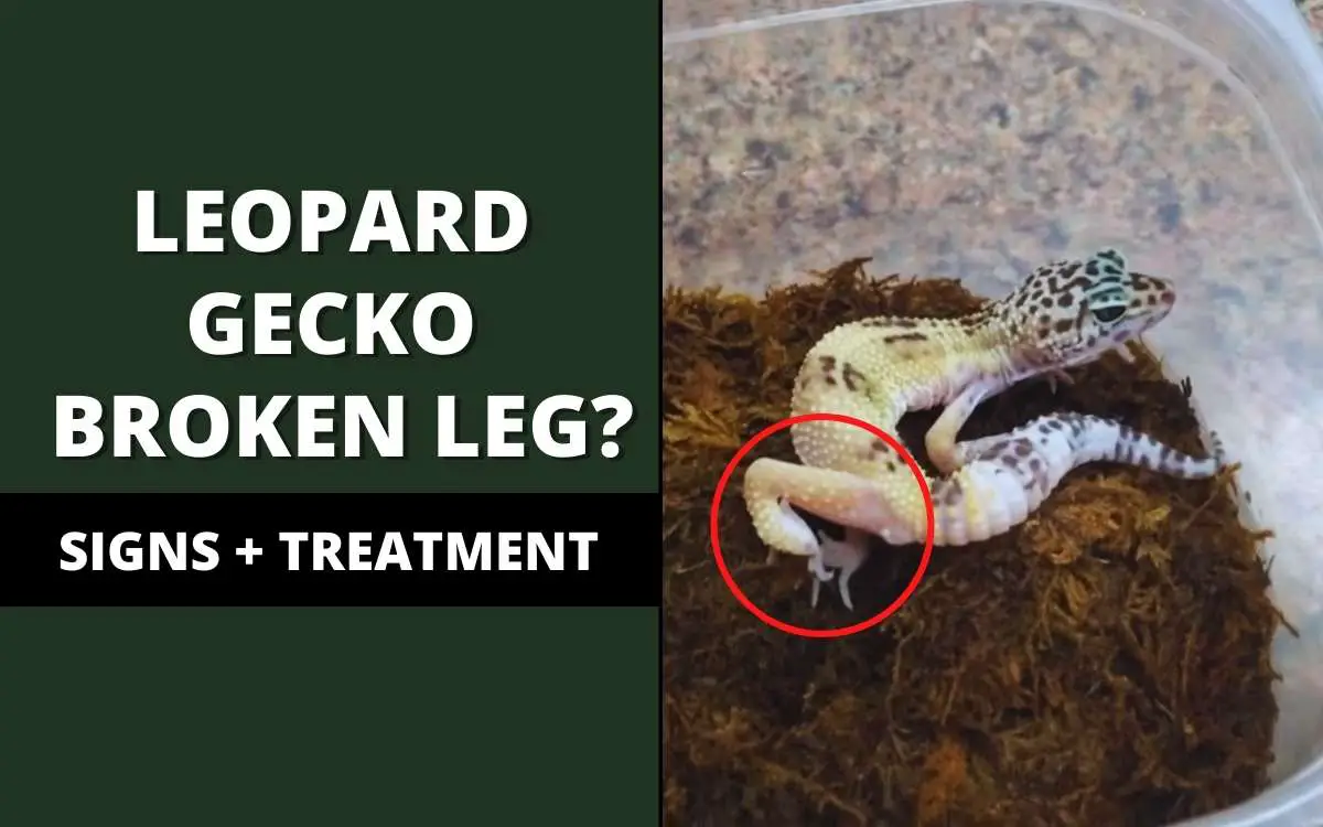 leopard gecko broken leg