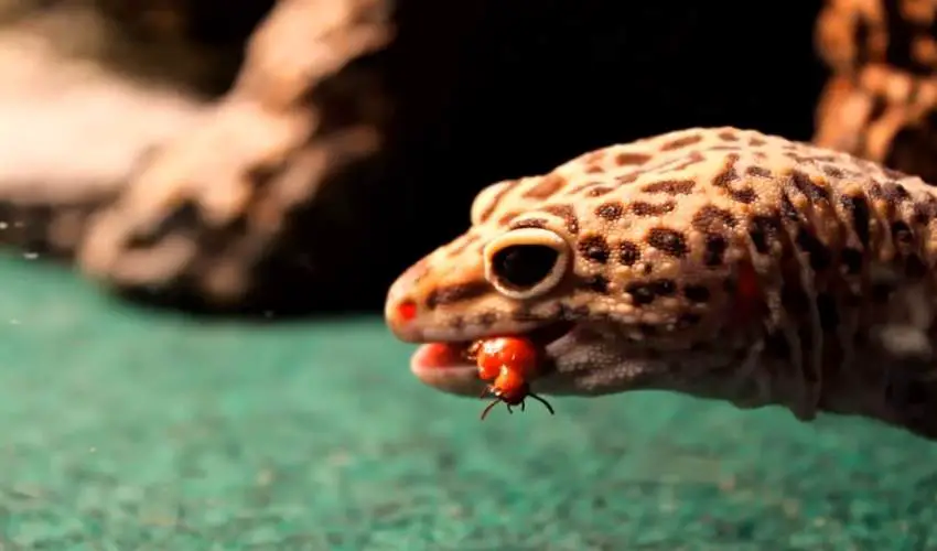 leopard-gecko-eating-mealworm