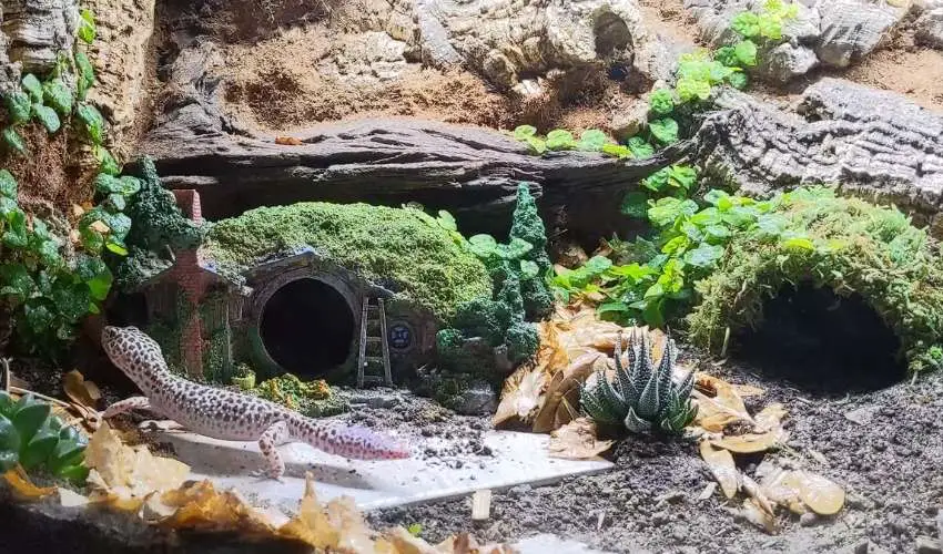 leopard-gecko-habitat