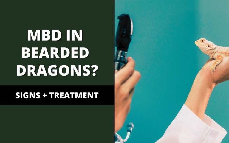 mbd-in-bearded-dragons-top-3-signs-treatment-plan-reptile-maniac