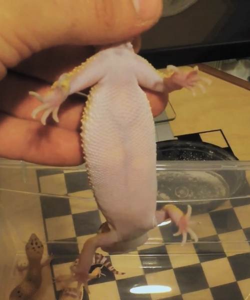 pregnant-leopard-gecko-with-eggs