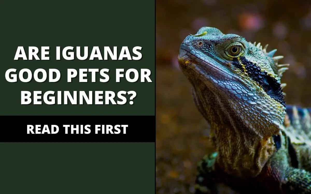 are iguanas good pets for beginners