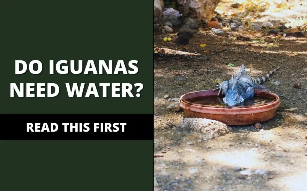 do iguanas need water