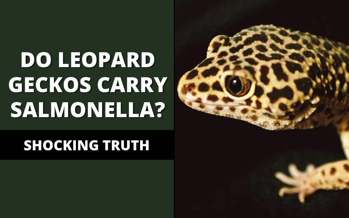 do leopard geckos carry salmonella