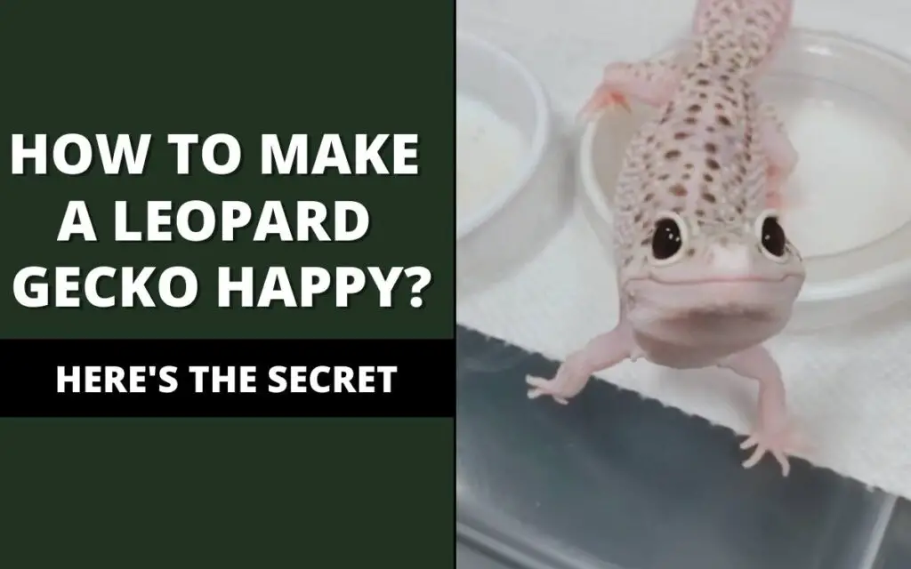 how to make a leopard gecko happy