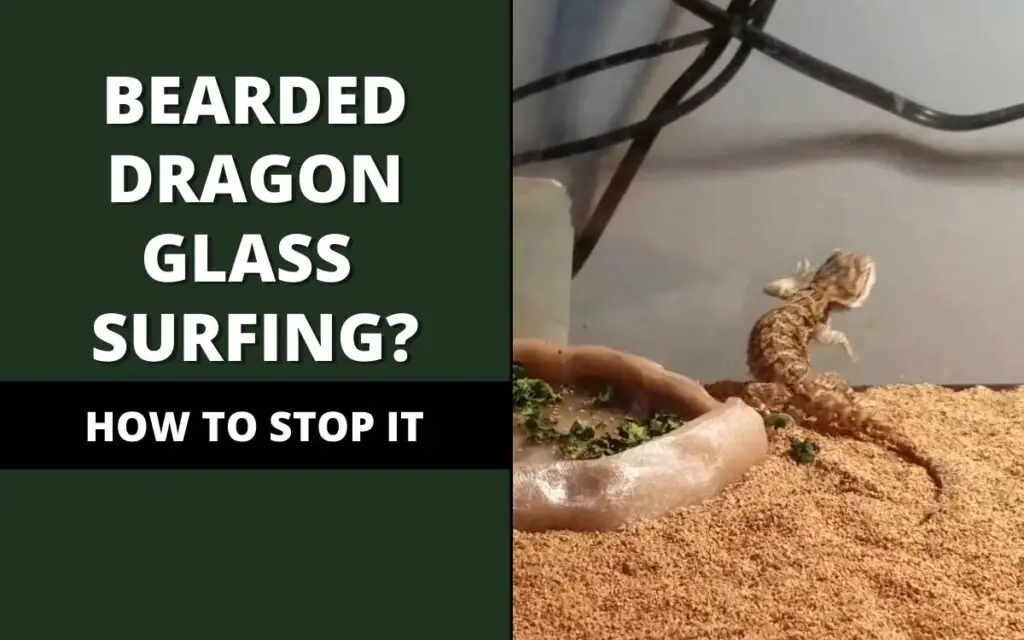 how to stop glass surfing in bearded dragons