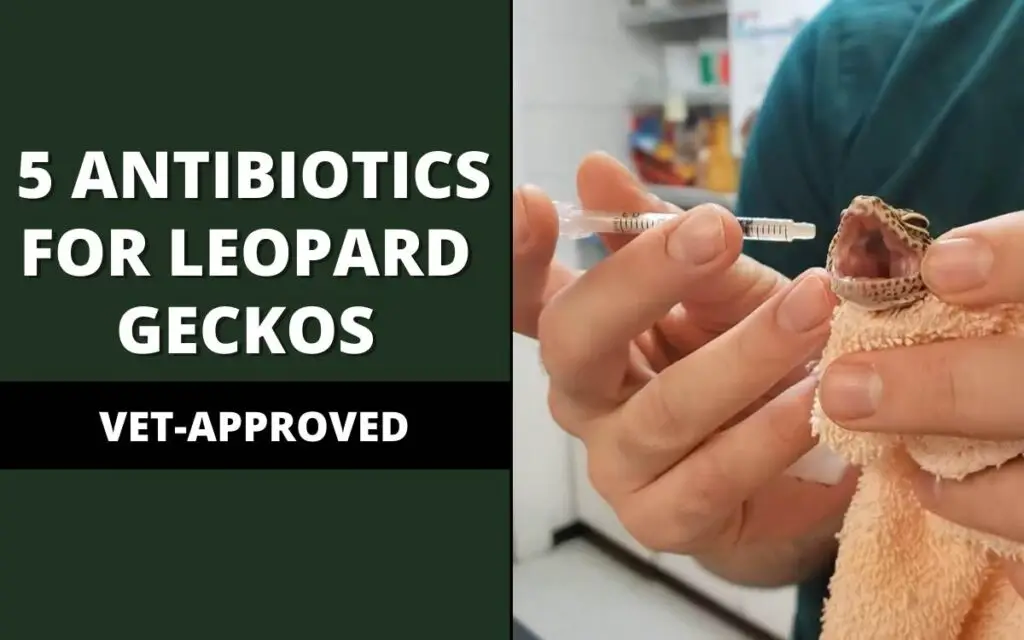 top 5 antibiotics for leopard geckos