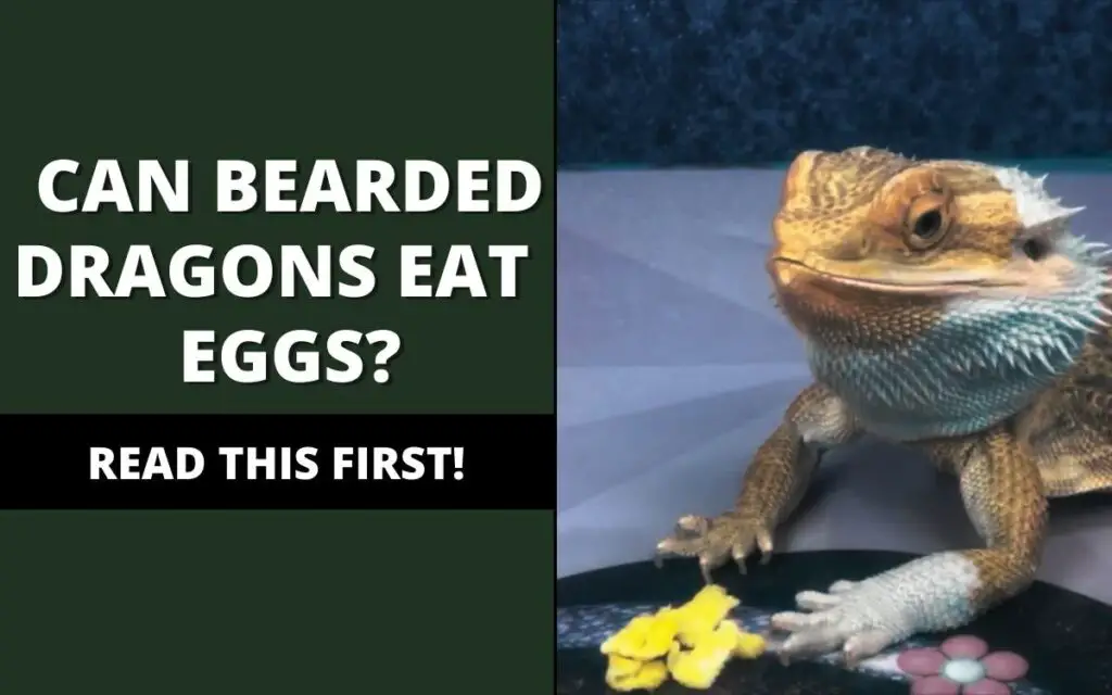 can bearded dragons eat scrambled egg