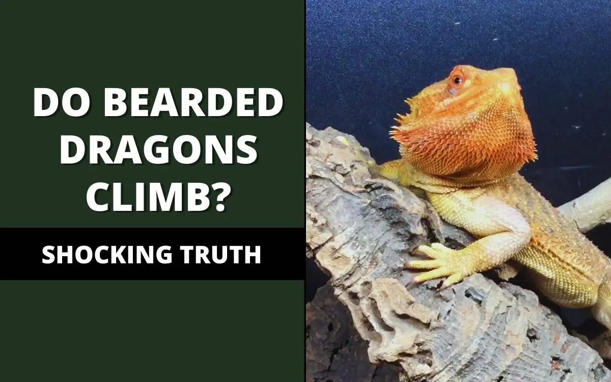 do bearded dragons climb