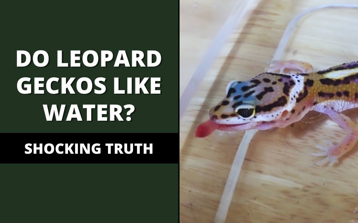 do leopard geckos like water