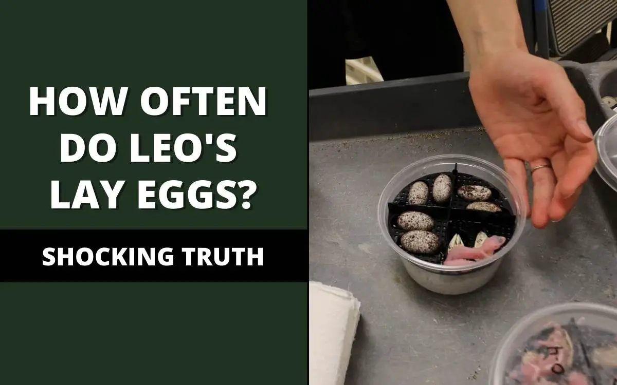 how often do leopard geckos lay eggs