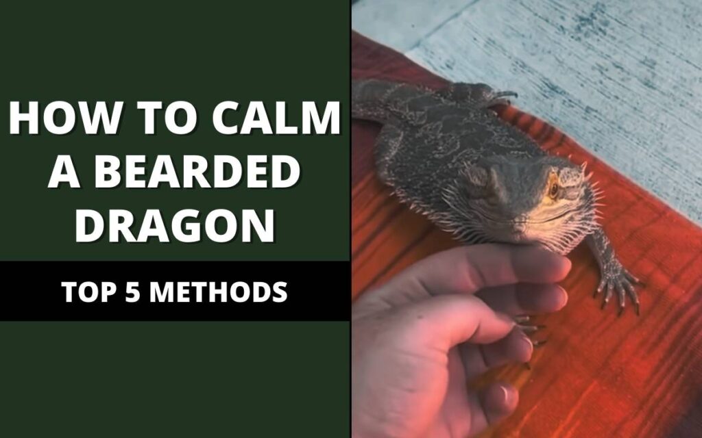 how-to-calm-a-stressed-bearded-dragon-banner