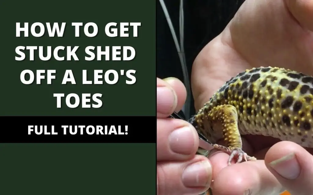 how to get stuck shed off leopard gecko toes