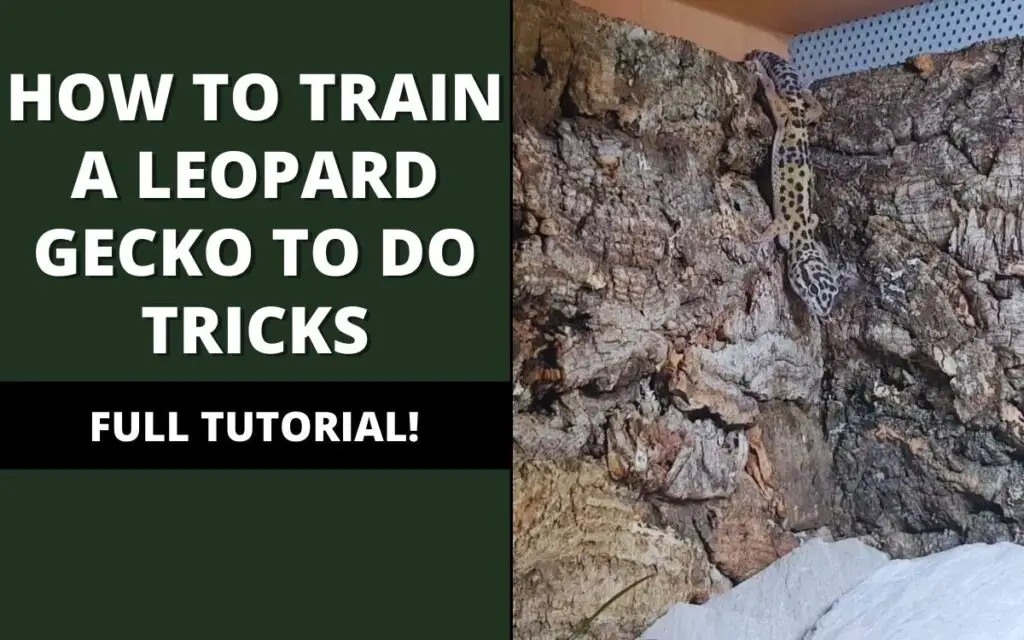 how to train a leopard gecko to do tricks