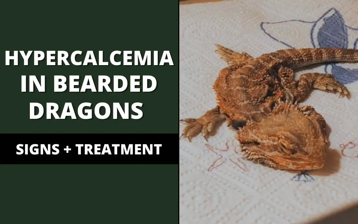 hypercalcemia in bearded dragons