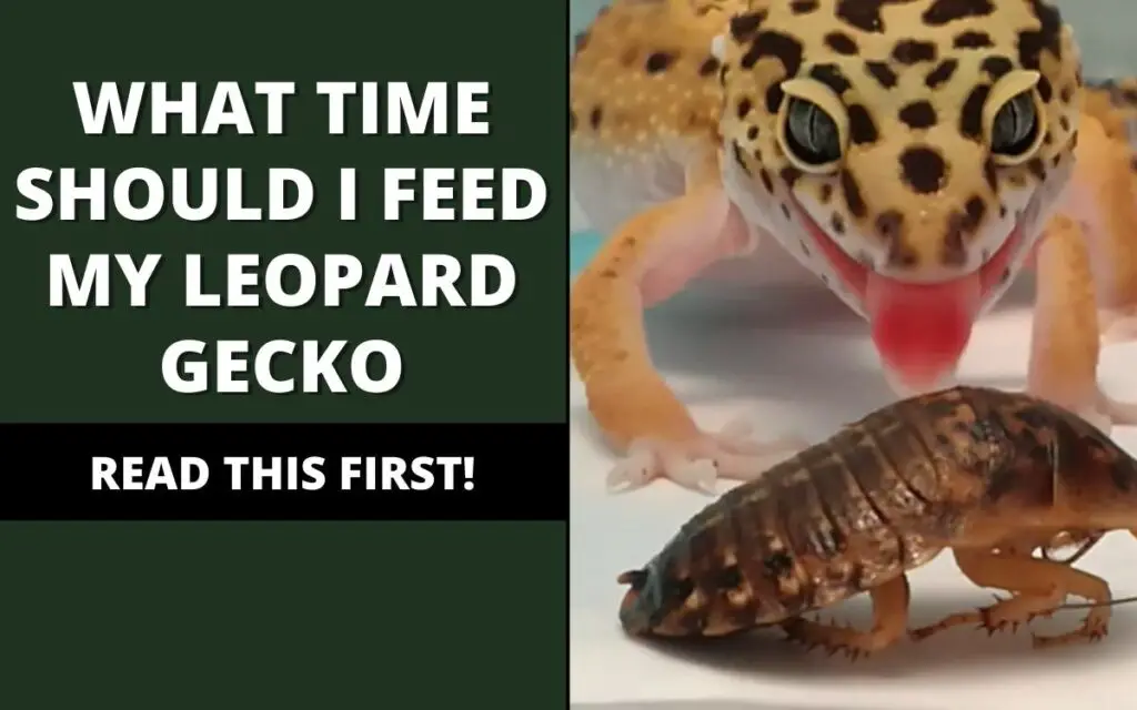 what time should i feed my leopard gecko