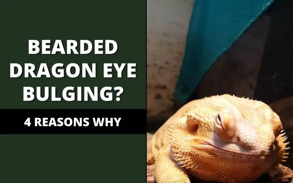 bearded dragon eye bulging