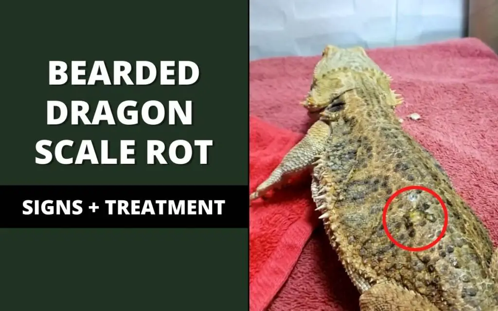 bearded dragon scale rot