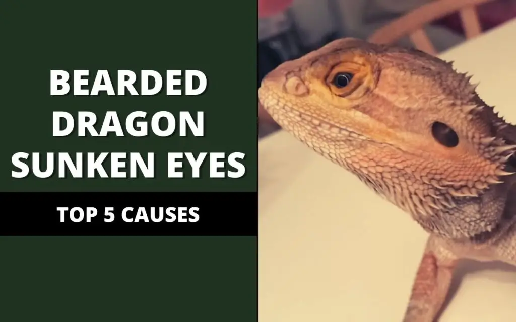 bearded dragon sunken eyes