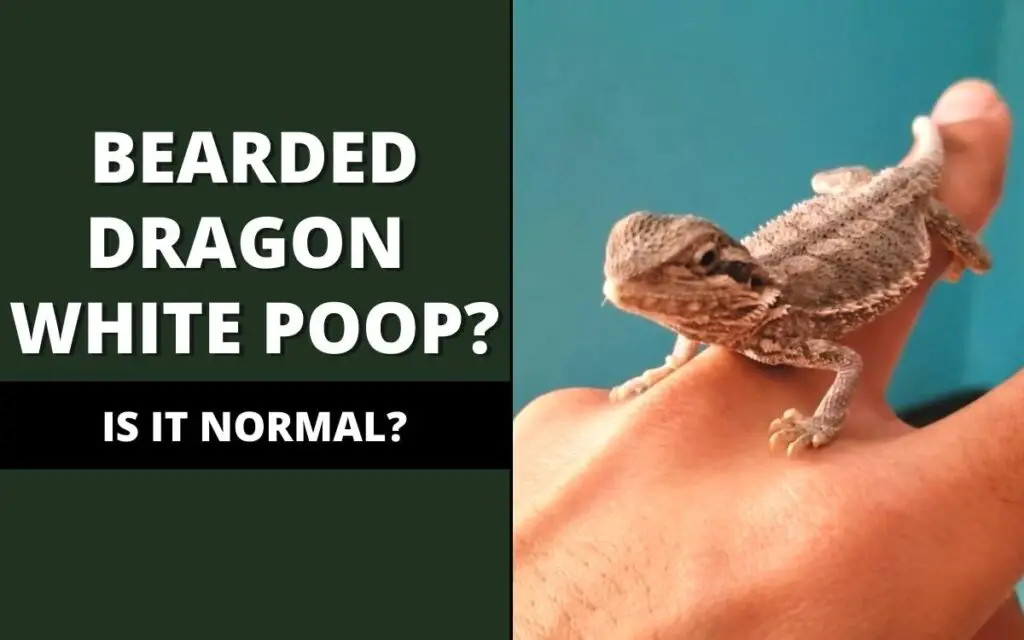 bearded dragon white poop