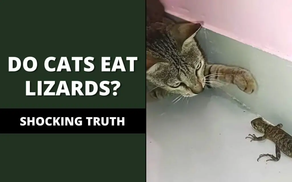 do cats eat lizards