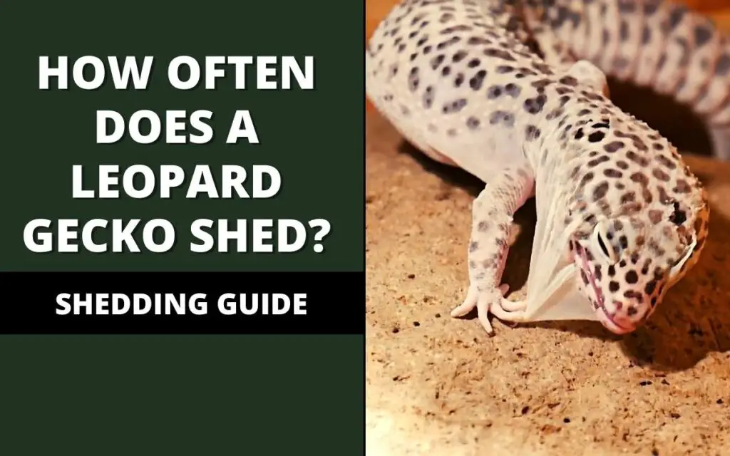 how often does a leopard gecko shed