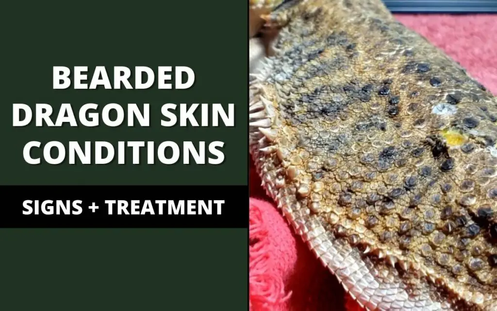 bearded dragon skin conditions