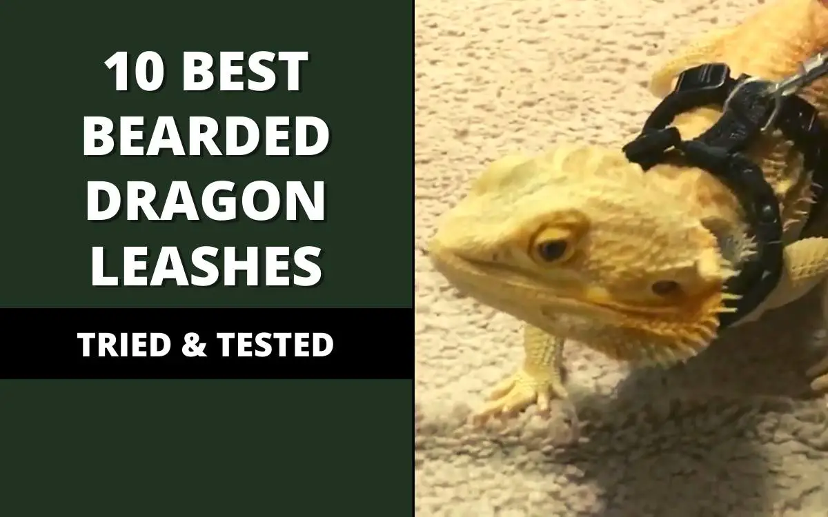 best bearded dragon leashes