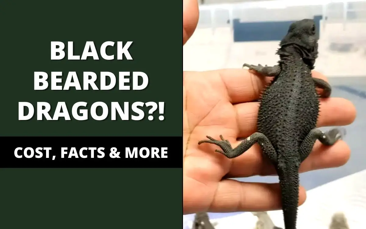 black bearded dragon