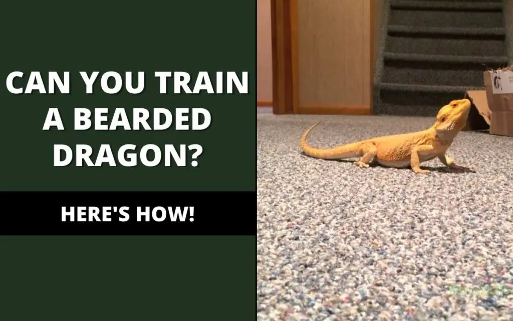 can you train a bearded dragon