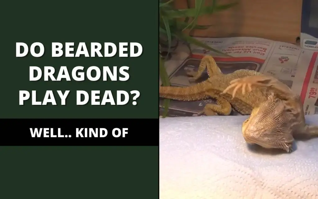 do bearded dragons play dead