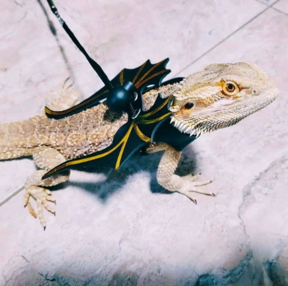 juvenile-bearded-dragon-from-petco