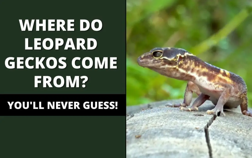 where do leopard geckos actually live