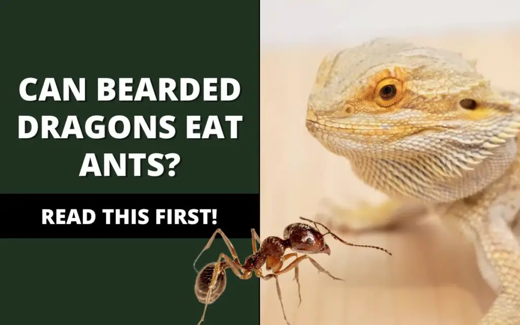 can bearded dragons eat ants