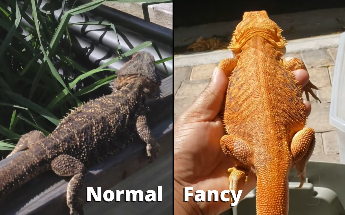 fancy bearded dragon vs. bearded dragon