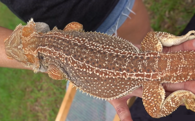 Fancy Bearded Dragon