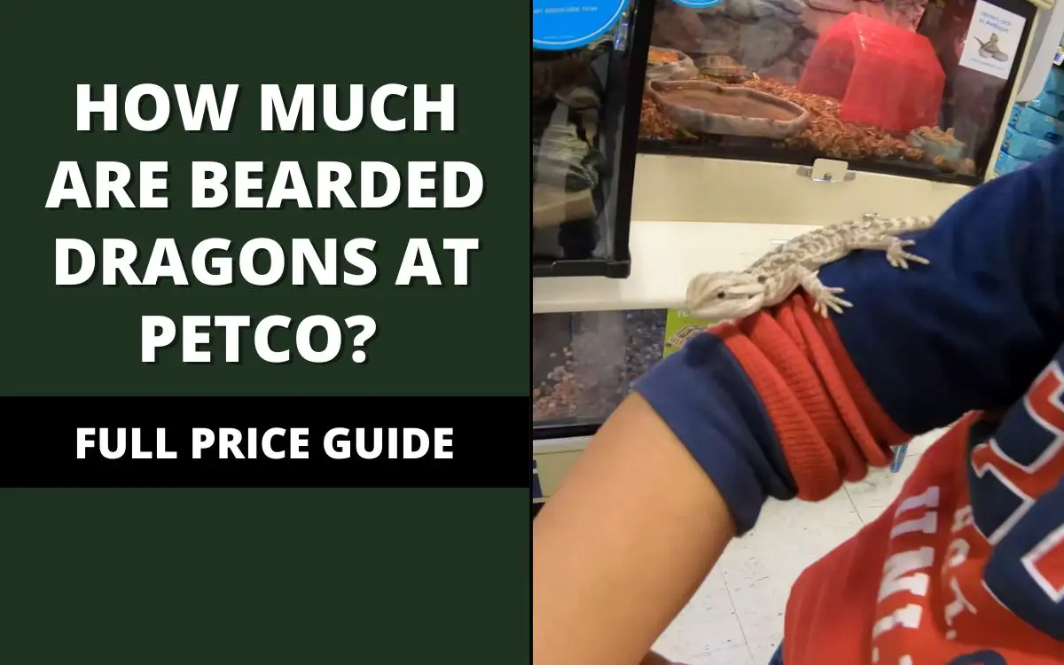 how much are bearded dragons at petco