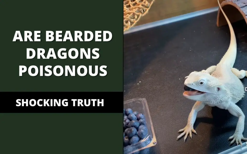 bearded dragons poisonous
