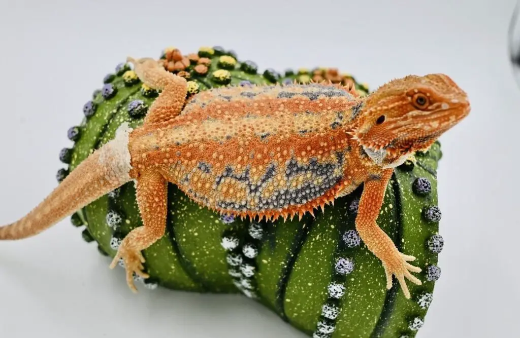 Blue Bearded Dragon: Pics, Facts & Price - Reptile Maniac